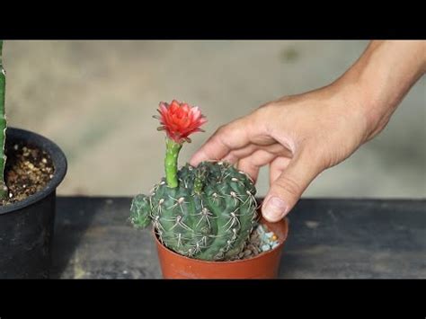 仙人掌開花風水